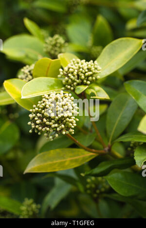 La copertura di Laurel sta per fiorire in Surrey, British Columbia, Canada Foto Stock