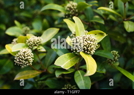 La copertura di Laurel sta per fiorire in Surrey, British Columbia, Canada Foto Stock