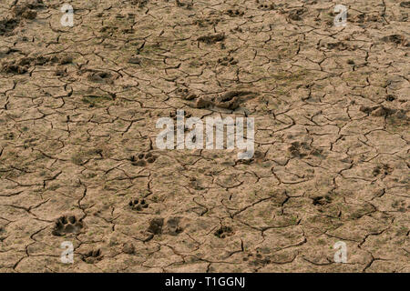 Footprints, le tracce degli animali, in secca incrinato piano terra, Dipartimento di Misiones, Paraguay Foto Stock