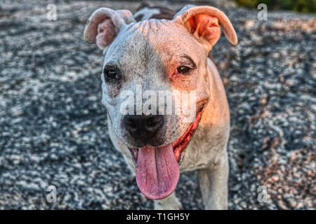 Questa unica immagine mostra un giovane divertente strada pitbull presi in Hua Hin in Thailandia Foto Stock