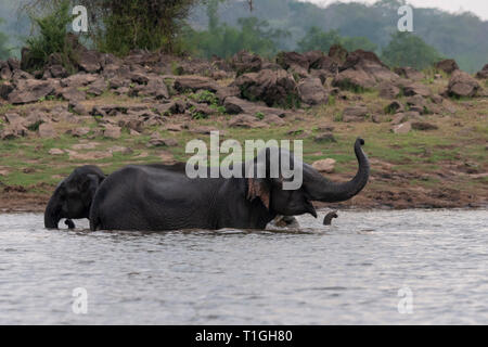 Una mandria di elefanti di balneazione in kabini backwaters,Kabini,Nagarhole,Karnataka, India Foto Stock