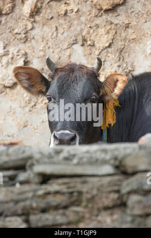 ​'House', mucca. Unico animale, mantenuta per la fornitura di latte in o a fianco della casa, collegato. Il fieno, erba, vegetazione raccolti dal proprietario e portato a la vacca come cibo, piuttosto che di sinistra a pascolare in un campo. Foto Stock