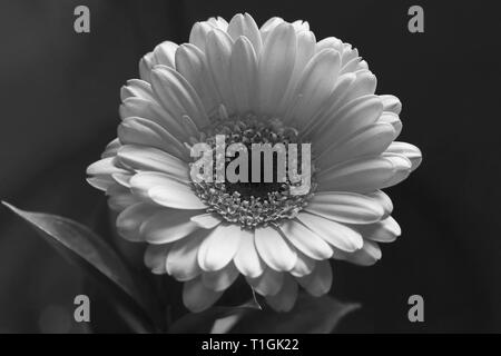 Bellissimo fiore di gerbera in un primo piano. Sembra un po' come fiore a margherita. In questa foto si può vedere il fiore in fiore in bianco e nero photo. Foto Stock