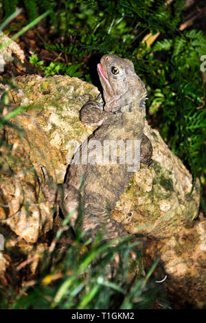 (Tuatara Sphenodon punctatus) Foto Stock