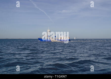 Gregge di affamati gabbiani volare dopo un peschereccio in mare nei pressi di Isola di Texel Foto Stock