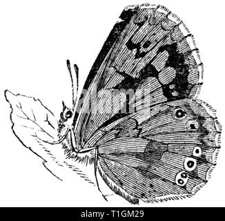 Taglio di legno intagliato, illustrazione presa da "tesoro di storia naturale' da Samuele Maunder, pubblicato 1848 Foto Stock