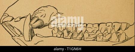 Malattie della specie suina scritto come le malattie dei suini. Scritto come un libro di testo per il veterinario, studente e suina coltivatore diseasesofswinew00mcin Anno: 1897 I denti del maiale,- Foto Stock