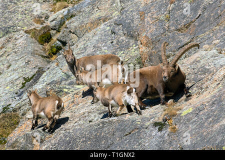 Stambecco delle Alpi (Capra ibex) allevamento con maschio, femmina e tre ragazzi rovistando nella roccia in inverno, il Parco Nazionale del Gran Paradiso, Alpi Italiane, Italia Foto Stock