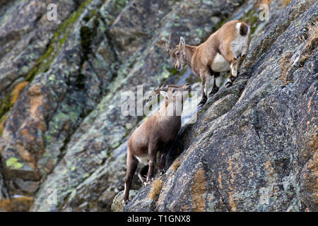 Giovane maschio stambecco (Capra ibex) con piccole corna e capretti in roccia in inverno, il Parco Nazionale del Gran Paradiso, Alpi Italiane, Italia Foto Stock