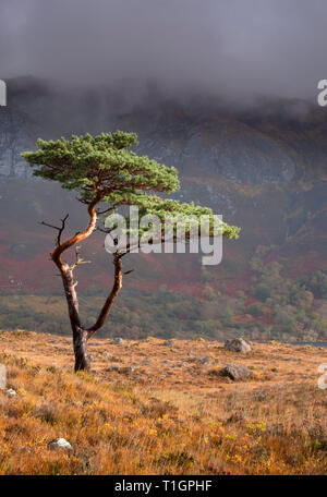 Pino silvestre Tree sopra Loch Maree sostenuta da Slioch, Wester Ross, Highlands scozzesi, REGNO UNITO Foto Stock