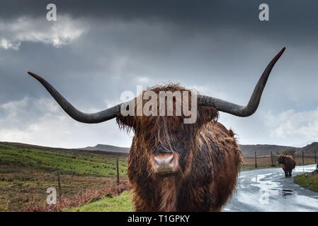 Highland bovini vicino Elgol, Isola di Skye, Ebridi Interne, Scotland, Regno Unito Foto Stock