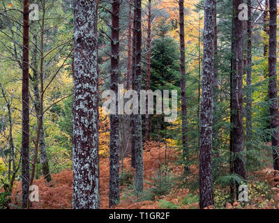I colori autunnali nella foresta di Lael, vicino a Ullapool, Ross and Cromarty, Highlands scozzesi, Scotland, Regno Unito Foto Stock