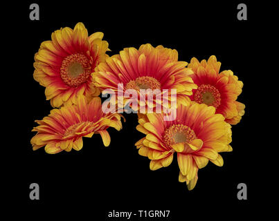 Floral arte ancora dettagliata vita colorate vivacemente macro di un insieme di cinque rosso giallo ampia aperta gerbera fiorisce con texture dettagliate su nero Foto Stock