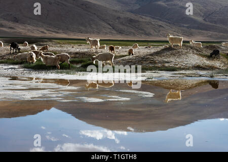 Un gregge di pecore sulla riva del lago di montagna, gli animali sono riflessi nell'acqua. Foto Stock