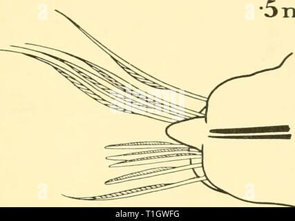 Rapporti di ricerca (1929) Discovery discoveryreports report21931inst Anno: 1929 TTlTn o a 5 mm. Foto Stock