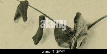 Malattie delle piante in serra (1923) malattie delle piante in serra diseasesofglassh1923bewl Anno: 1923 Fig. 36. ' ' Deperimento del garofano causato da Fusarium sp. .'' Foto Stock