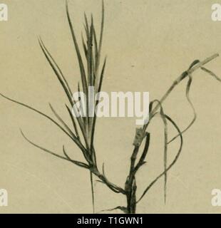 Malattie delle piante in serra (1923) malattie delle piante in serra diseasesofglassh1923bewl Anno: 1923 Fig. 36. ' ' Deperimento del garofano causato da Fusarium sp. .'' Foto Stock