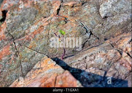 Un giovane germoglio verde fa il suo modo attraverso la pietra sotto la luce diretta del sole Foto Stock