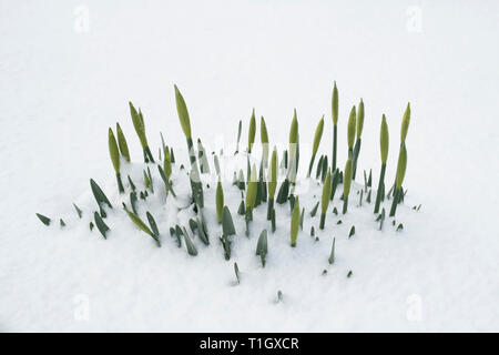 Narciso. Daffodil steli nella neve nel villaggio di Leadhills, South Lanarkshire, Scozia Foto Stock