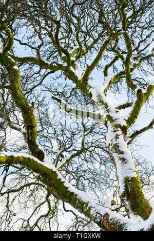 Coperta di neve i rami degli alberi contro un cielo blu. Scozia Foto Stock