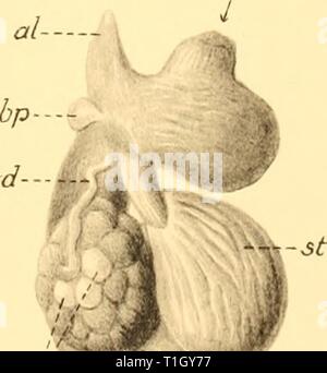 Rapporti di ricerca (1953) Rapporti ricerche discoveryreports25inst Anno: 1953 UO'LOZOA CYLINDRICA LEZIONE Foto Stock