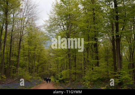 Distante vista posteriore colpo di Walkers nel bellissimo bluebell boschi Foto Stock