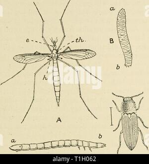 Le deviazioni di un naturalista (1915) le deviazioni di un naturalista diversionsofnatu00lank Anno: 1915 DADDY-lungo-gambe 217 dimensioni, sono presenti in esse in un molto diminuirono condi- zione. Poiché la maggior parte della nostra comune le mosche sono molto piccole è D Fig. 22. Un, gru-fly (Daddy-Long-gambe), la Tipula oleracea. e, l'occhio sinistro ; h, uno dei bilanciatori o halteres ',' che sono th, il torace. Naturale modificato la seconda coppia di ali ; la testina B, il " cuoio-camicia,' il grub della gru-fly. b, coda. Dimensione naturale. C, il Fare clic-scarabeo o saltare-jack, Elater obscurus. La riga accanto ad esso mostra la sua dimensione naturale Foto Stock