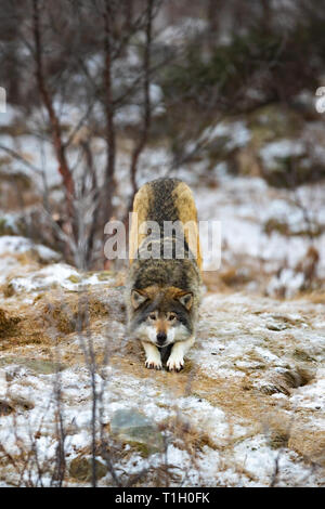 Maschio adulto wolf strecthing in foresta inizio inverno Foto Stock