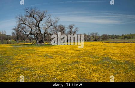 Campo della bella wild fiori gialli. Dopo la pioggia invernale California's Hill stanno cominciando a scoppiare con il colore. Foto Stock