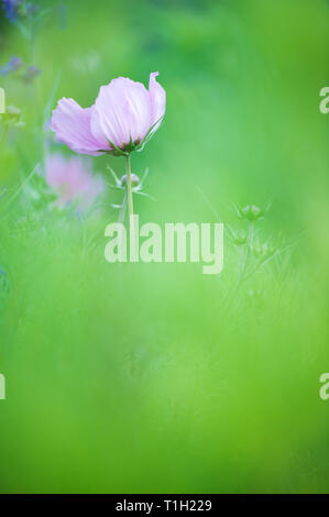 Cosmo fiore (Cosmos bipinnatus) nel giardino. Foto Stock