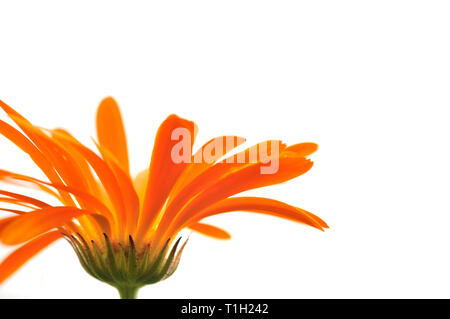 Comune di calendula Calendula officinalis flower su sfondo bianco. Messa a fuoco selettiva e molto leggera profondità di campo a. Foto Stock