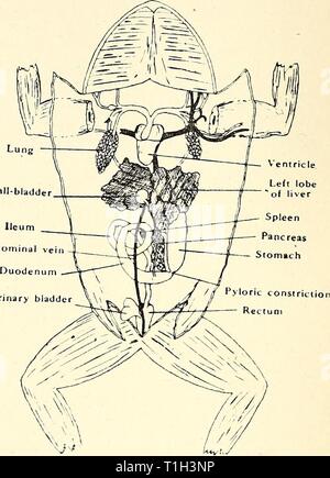 La dissezione del platana e dissezione del platana e la rana dissectionofplat00gilc Anno: 1919 Fig-. 5.-La dissezione di Xenopus e Rana per mostrare il sistema alimentare, ecc. Sistema alimentare. Fare uno schizzo che mostra : il cuore, polmoni, fegato, della cistifellea e del dotto biliare andando al duodeno, parti esposte dello stomaco, duodeno, intestino tenue (o ileo), il grande intestino, la vescica urinaria, pancreas e milza. 12 Foto Stock