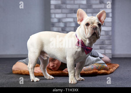 Un simpatico fawn colorato bulldog francese Studio shot Foto Stock