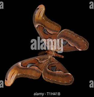 Attacus atlas. Farfalla di colore, uno sfondo nero. Foto Stock