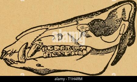 Malattie della specie suina scritto come le malattie dei suini. Scritto come un libro di testo per il veterinario, studente e suina coltivatore diseasesofswinew00mcin Anno: 1897 MALATTIE OE L'HOG Capitolo I. Gli organi della masticazione, la Fia. 138. Cranio di un porco-mostrando i denti. La dentatura del maiale.-è di grande importanza per avere una corretta conoscenza dell'aspetto dei denti in modo che siamo in grado di determinare l'età del Foto Stock