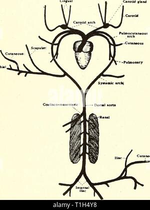 La dissezione del platana e dissezione del platana e la rana dissectionofplat00gilc Anno: 1919 traccia l'aorta dorsale indietro e nota che passa tra i reni, a ciascuna delle quali esso emette quattro arterie renali e quindi divide posteriormente in una arteria iliaca per ogni gamba. L'arteria iliaca è continuato all'indietro come l'arteria femorale nella gamba. 3. Il pulmo-arco cutaneo dà off :- (a) una arteria polmonare, che corre lungo il lato esterno di tutta la lunghezza del polmone. (B) una arteria cutaneo, che in un primo momento corre in avanti e verso l'alto e poi gira indietro, supplyin Foto Stock