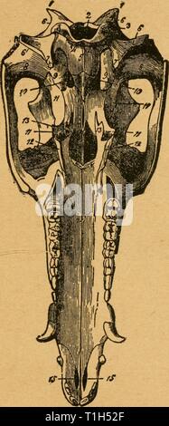 Malattie della specie suina scritto come le malattie dei suini. Scritto come un libro di testo per il veterinario, studente e suina coltivatore diseasesofswinew00mcin Anno: 1897 MALATTIE DELLA HOG. 23 Fig. 32. Il prof. Simonds ci fornisce con la seguente tabella utili: Foto Stock