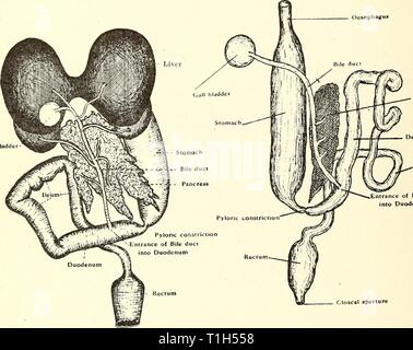 La dissezione del platana e dissezione del platana e la rana dissectionofplat00gilc Anno: 1919 Sistema respiratorio e sistema alimentare {continua). 1. Rimuovere il mylo-hyoid muscoli per esporre il hyoid apparecchiatura. Passare un cercatore attraverso la glottide ad uno dei polmoni e la fessura si apre con un paio di forbici. Esaminare la struttura del polmone. 2. Rimuovere il complesso del canale alimentare con i polmoni, fegato, pan- creas e la milza, mediante il taglio attraverso l'esofago e il grande intestino prima che unisce la cloaca e distaccandola dal tetto della cavità del corpo senza ferire th Foto Stock