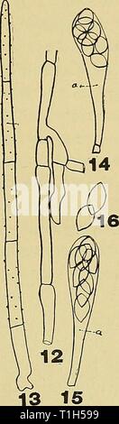 Le malattie della dolce le malattie del pisello dolce .. diseasesofsweetp00taub Anno: 1914 27 FIGG. 12-15. Mostra (12) micelio di Chaetomiuni spirochaete. 13, peli e 15, asci. 16, delle ascospore. 14 e può essere visto solo nei giovani di culture. Nelle antiche culture la parete di aschi si rompe facilmente in modo che è difficile rendere la disposizione delle delle ascospore. Ci sono 8 delle ascospore ad un Arcus (Fig. 14-15). La delle ascospore sono apiculate (Fig. 16) in corrispondenza di entrambe le estremità. La parete delle ascospore è liscia, marrone chiaro quando è giovane e scuro quando il vecchio. La delle ascospore prontamente germinare in un pisello dolce di brodo Foto Stock