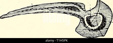 La dissezione del platana e dissezione del platana e la rana dissectionofplat00gilc Anno: 1919 Ischio Pubif Fig. 12.- cintura pelvica di Xenopus e rana. Effettuare una preparazione e un disegno che illustra il femore, tibia e fibula, astragalo, calcagno e le altre ossa della zona tarsica, cinque meta- tarsals e cifre. Il numero di cifre a partire dal lato interno. Foto Stock