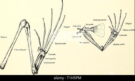 La dissezione del platana e dissezione del platana e la rana dissectionofplat00gilc Anno: 1919 Pubif Fig. 12.- cintura pelvica di Xenopus e rana. Effettuare una preparazione e un disegno che illustra il femore, tibia e fibula, astragalo, calcagno e le altre ossa della zona tarsica, cinque meta- tarsals e cifre. Il numero di cifre a partire dal lato interno. Fig. 13.-Hind e degli arti anteriori di Xenopus. 30 Foto Stock