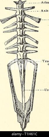 La dissezione del platana e dissezione del platana e la rana dissectionofplat00gilc Anno: 1919 â processi trasversali nervatura cartilaginei processo trasversale del 9° vertebra Urostyle .processi trasversali processo trasversale del 9° vertebra Urostyle Fig. 14.âVertebral.la colonna di Xenopus e rana. La 2a, la terza e la quarta vertebra? Sopportare lunghi processi trasversali curve all'indietro, quelli della terza e quarta fase di ribaltamento con piccole nervature cartilaginei. I processi trasversali del 5°, 6°, 7° e 8° vertebra? Sono sottili e sporgono in avanti e verso l'esterno. Il 9° vertebra ha una lunga ala piana-li Foto Stock