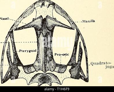 La dissezione del platana e dissezione del platana e la rana dissectionofplat00gilc Anno: 1919 Squamos condilo occipitale- ; io fo-amen magivj FiG. 15.-vista dorsale del cranio di Xenopus e rana. [In la rana non vi è alcun supra-sinusite etmoide presente, ma un sphenethmoid chiude la parte anteriore della cavità cranica. I lati del cranio sono cartilagineo. Un quadrato-jugal è ben marcato, ma il quadrato è costituito da un pezzo di cartilagine all'estremità posteriore del quadrato-jugal tra la pterygoid e il squamosal. La ganascia inferiore si articola con esso. La columella è di solito non ben illustrato.'] M Foto Stock