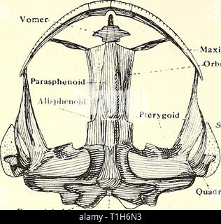 La dissezione del platana e dissezione del platana e la rana dissectionofplat00gilc Anno: 1919 2. Rimuovere la pelle dal tetto della bocca e nota la parasphenoid e vomer singolo, pterygoids, che sono grandi e inviare simile a foglia processi verso la linea centrale che copre i passaggi Eustachian, squamosals, quadrates, basi-occipitale, ex-occipitals, premaxillse e maxillae. Il orbitosphenoid e alisphenoid sono ben marcati. Non ci sono palatines presente. Mascella -Orbitosphenoid SpheTietnmoid -Squamosal Exoccipital-' Basi-occipitale Foto Stock