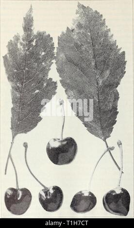 Malattie di frutta e noci Malattie di frutta e noci diseasesoffruits120smit Anno: 1941 Malattie di frutti e dadi 53 Pig 27. Cherry crinkle malattia: sopra, tipico di foglie colpite (nero catrame- tarian varietà) ; di seguito, frutti che presentano forma appuntita e aprire la sutura; frutta normale è mostrato nel centro. Foto Stock