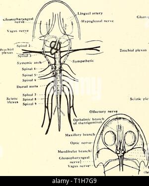 La dissezione del platana e dissezione del platana e la rana dissectionofplat00gilc Anno: 1919 3. I nervi cranici. Esporre il cervello e prendere nota dei seguenti nervi cranici :- (a) il nervo olfattivo, derivanti dall'estremità anteriore dei lobi olfattivi, fornente la capsula olfattivo. (B) il nervo ottico, derivanti dalla superficie ventrale del cervello al di sotto dei lobi di ottica, fornente la retina dell'occhio. (C) trigemino, derivanti proprio dietro il nervo ottico, dando origine alle seguenti rami :- (i) il nervo oftalmico, che passa sopra i muscoli degli occhi e di assistenza Foto Stock