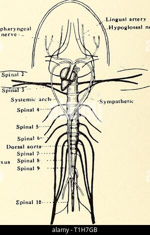 La dissezione del platana e dissezione del platana e la rana dissectionofplat00gilc Anno: 1919 Glossopharyngea nerve - - arteria linguale del nervo ipoglosso 6 spinale- aorta dorsale spinale- 1- plesso sciatico midollo spinale 8 " Glossopharyngeal nerve |- nervo vago' .emisferi cerebrali -Thalamencephalon lohes ottica cervelletto micollo allungato Ipoglosso (1nervo spinale) Fig. 18.-cervello. Nervi cranici. I nervi spinali e del sistema nervoso simpatico di Xenopus e rana. (D) Il glossopharyngeal e il vagus (o) pneumogastric nervi, lasciando il cranio insieme, immediatamente dietro il Foto Stock