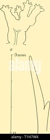 Rapporti di ricerca (1929) Discovery discoveryreports report21931inst Anno: 1929 AMPHINOMIDAE 35 grandi esemplari misurare circa ii mm. da 8 mm. compresi i piedi, e minore di circa 5 mm per 3 mm. Il numero di chaetigers è tra 17 e 21. Il corpo è di forma ovale e piuttosto squat e il colore in spirito è un giallo pallido con setole bianche. Il tentacolo mediano è corto e fitto. La sezione posteriore gli occhi sono grandi e la parte anteriore sono T Imm -0 0- •5 mm o Fig. 4. Euphrosyne arctia. a. Gill. b. "Ringent' setola, c. ' Ringent' setola, d. Liscia setola dorsale. e. Intermedio bristl dorsale Foto Stock