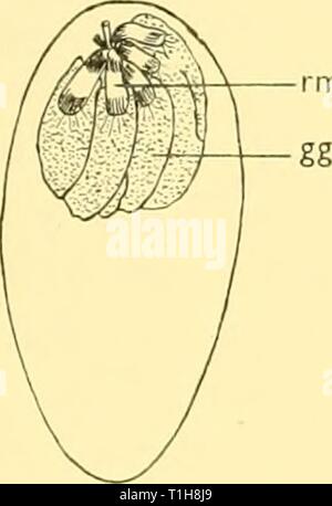 Scoperta dei report (1962) Rapporti ricerche discoveryreports31inst Anno: 1962 D Neoscopelus Foto Stock