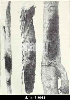 Malattie di frutta e noci Malattie di frutta e noci diseasesoffruits120smit Anno: 1941 72 California Servizio di Dilazione Agricolo ["ik. 120 molto delle radici come possibile, nessuna ulteriore difficoltà è stato osservato sia nei restanti frutteto di alberi o in replants. Oak-Root-fungo malattia, Armillaria root rot.-La fig è una delle poche radici che ha una notevole resistenza alla radice di quercia fungo Armillaria mellea. Non è affatto immune, tuttavia per gli alberi sono occasionalmente visto che mostrano il tipico bianco, felty a ventaglio, crescita del fungo tra la corteccia e legno vicino alla superficie del Foto Stock